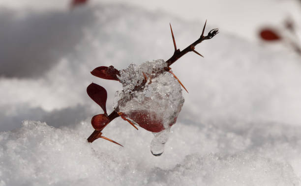 istock A plant in ice crystal up close 1448336589