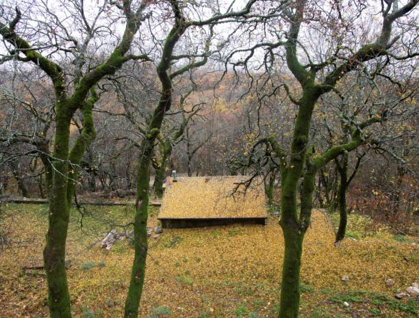 vieja cabaña en un bosque en otoño - ostrog fotografías e imágenes de stock