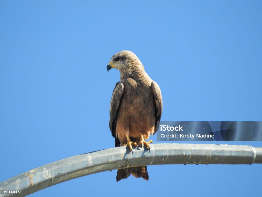 Whistling Kite Resting Whistling Kite (Haliastur sphenurus) perched on lamppost at Lake Argyle, Western Australia Tree Stock Photo