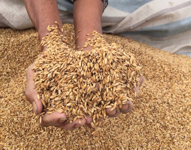 istock Fresh rice seeds on farmer's hand. 1448339613