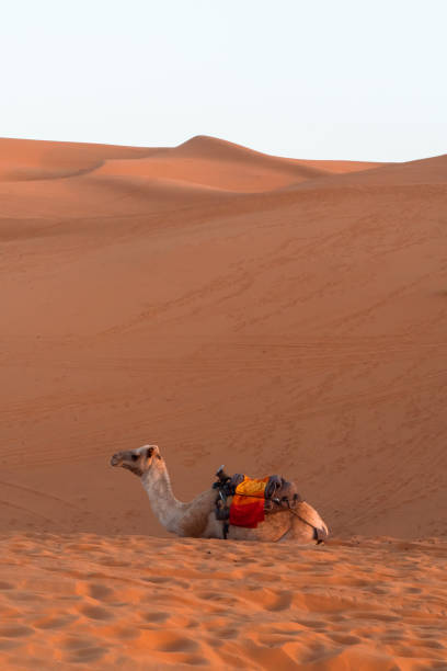 istock Camel in the Sahara desert 1448340060