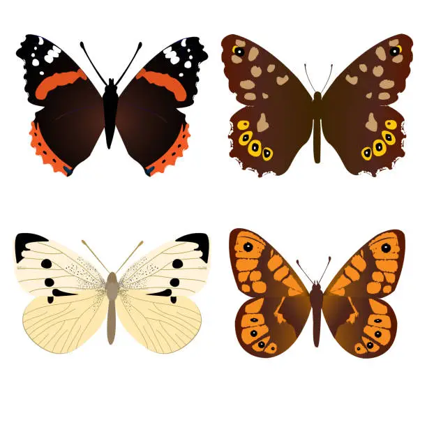 Vector illustration of Four different beautifully butterflies