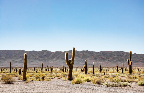 Wonderful scenery with backlight cactus and brown mountains in the background in Salta, Argentina
