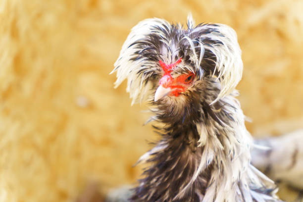 istock Black and white polish chicken with blurred background. 1448344146