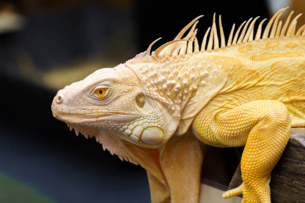istock Golden yellow iguana with blurred background 1448344150