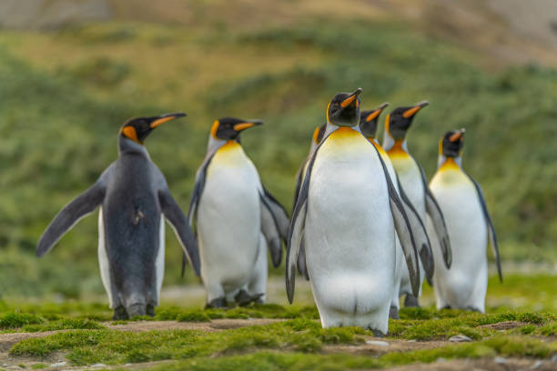 foto símbolo - um grupo de pinguins-rei (aptenodytes patagonicus) na geórgia do sul em primeiro plano em uma rocha em frente à grama verde profunda no fundo - south georgia falkland islands mode of transport nature - fotografias e filmes do acervo