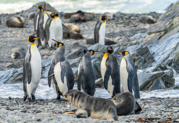 foto símbolo - um grupo de pinguins-rei (aptenodytes patagonicus) na geórgia do sul em primeiro plano em uma rocha em frente à grama verde profunda no fundo - south georgia falkland islands mode of transport nature - fotografias e filmes do acervo