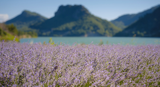 Fresh purple lavender flowers With mountains and lake in the background. Turkey trip