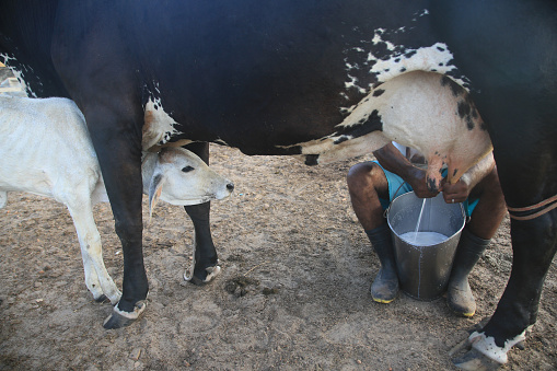 conde, bahia, brazil - january 9, 2022: Cowboy doing manual milking on a dairy cow on a farm in the city of Conde.