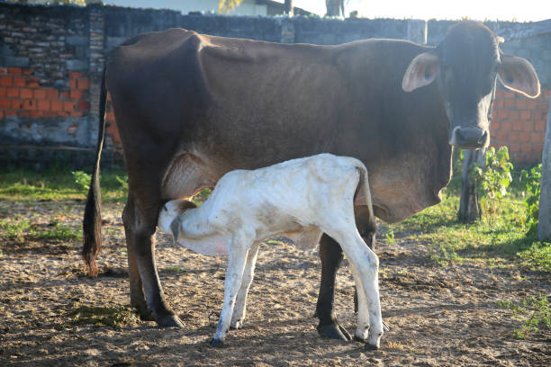 istock calf suckling on cow 1448347254