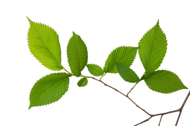 istock a tree branch with green leaves isolated on a white background 1448348240
