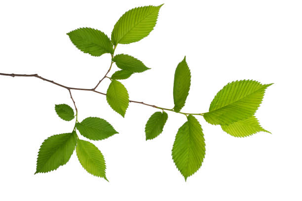 istock a tree branch with green leaves isolated on a white background 1448348241