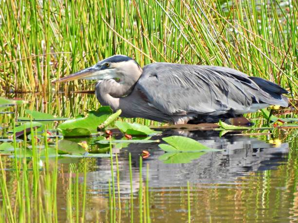 istock Great Blue Heron (Ardea herodias) -  foraging in the wetlands 1448349831