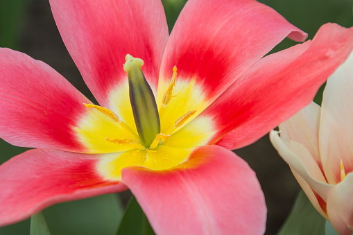 Close-up of the wide open red petals of a tulip with a green pistil and yellow filaments