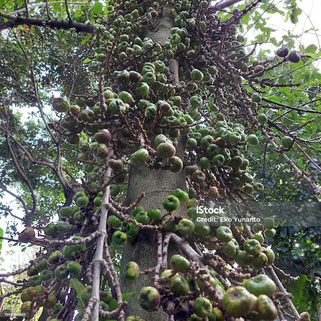 인도네시아에서는이 식물을 Loa Lo Elo라고합니다 영어로 Loa는 나무 줄기에 뭉쳐진 과일 때문에 클러스터 무화과로 알려져 있습니다  로아 과일 은 약초로 사용할 수 있습니다 0명에 대한 스톡 사진 및 기타 이미지 - Istock