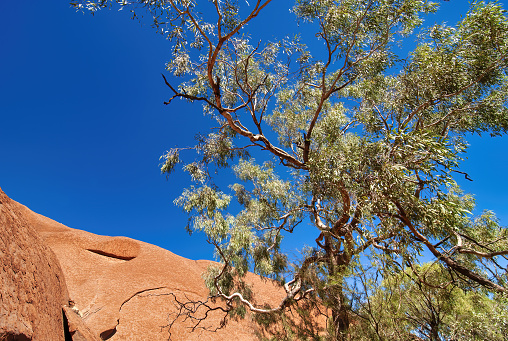 Australian Outback trees and red rocks, Northern Territory.