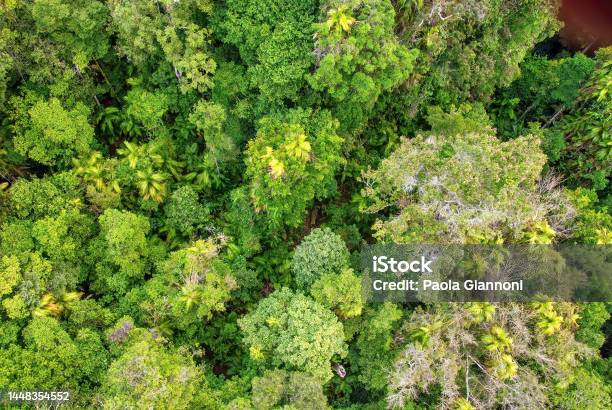 Rain Forest Of Kuranda In Beautiful Queensland Aerial View Stock Photo - Download Image Now