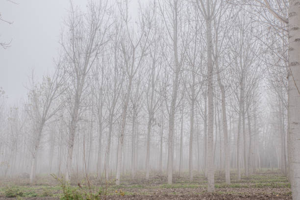 a planície piemontesa envolta em nevoeiro - padan plain - fotografias e filmes do acervo