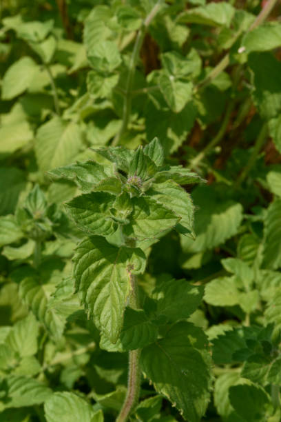 mentha aquatica de cerca - mentha aquatica fotografías e imágenes de stock