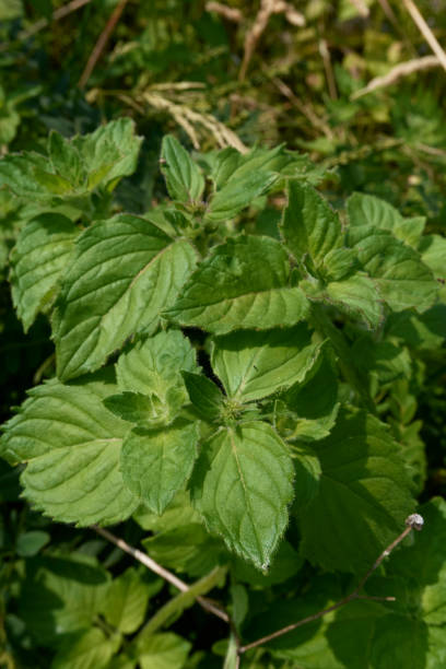 mentha aquatica de cerca - mentha aquatica fotografías e imágenes de stock