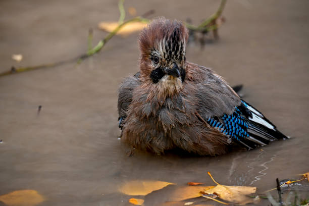 Jay taking a morning bath in the spring.