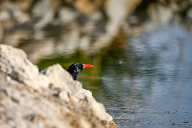 Pyrrhocorax pyrrhocorax or red-billed chough, is a species of passerine bird in the Corvidae family.