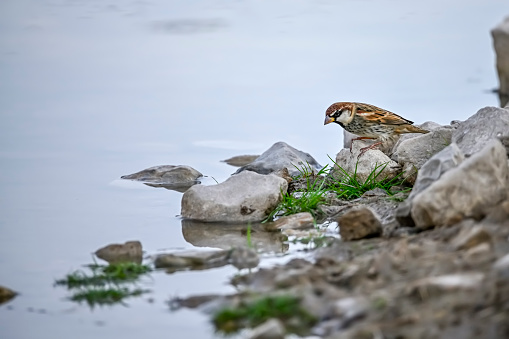 Spanish sparrow, drinking water in a spring.