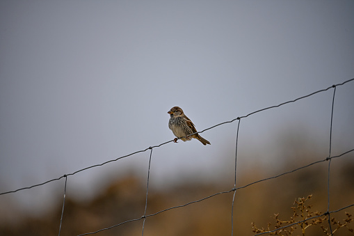Spanish Sparrow, past on a wire fence