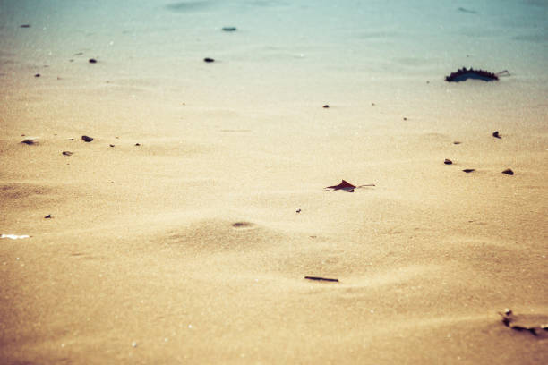 Close up of fallen oak leaves on a sandy beach with sea shells in a late afternoon sun.