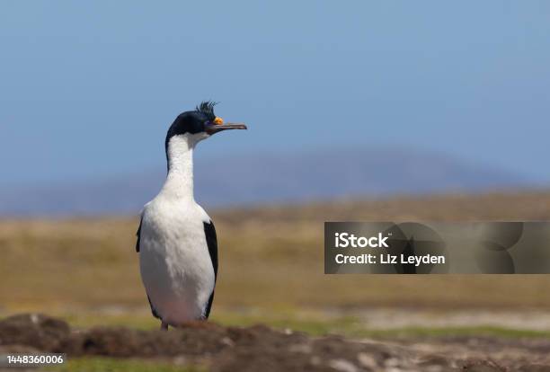 King Cormorant Aka Whitebellied Shag Pebble Island Falklands Stock Photo - Download Image Now