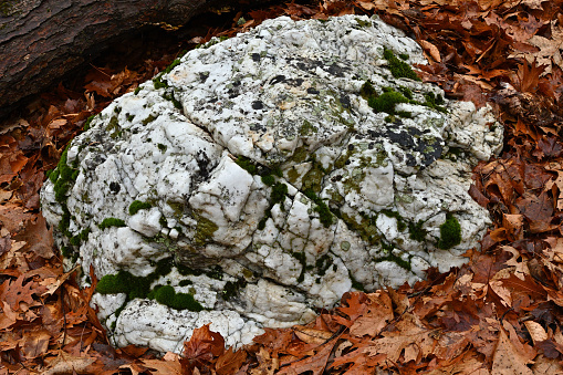 Milky quartz boulder and autumn leaves in the Connecticut woods