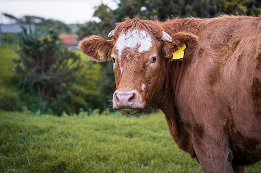 The Limousin brown cow, French breed of beef cattle.