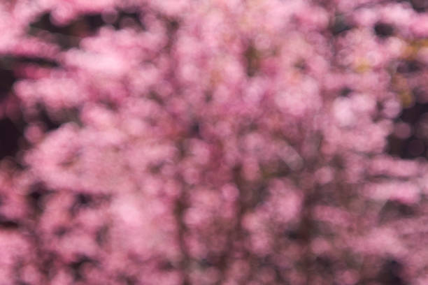 Pink cherry blossom bokeh background. Defocused and blur lens effect.