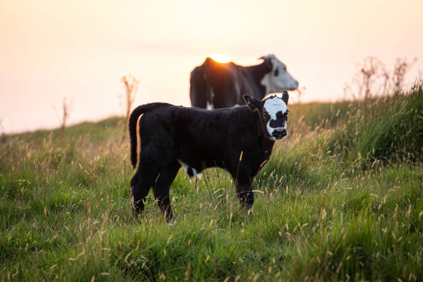 Cute funny calf, black and white adorable baby cow looking at the camera, with its mother and pasture at sunset background.