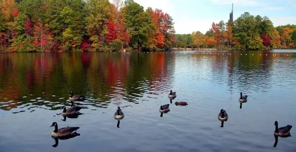 Ducks at the lake at fall season wading.