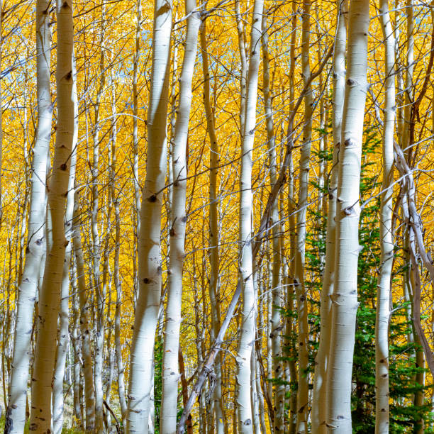 istock Whit bark Aspen trees with autumn leaves 1448363172