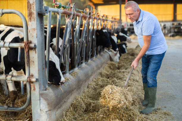 istock Farmer feeds cows with fresh grass in cowshed of dairy farm 1448363738