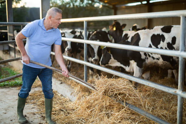 istock Aged farmer feeding cows with haylage in cowshed 1448363739