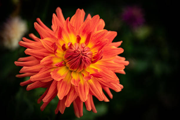 A beautiful orange Dahlia Flower in full bloom.