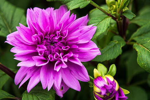 A beautiful purple dahlia in a flower garden in full bloom.