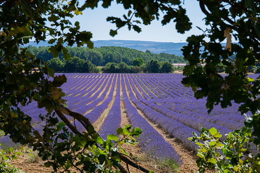 Lavender fields at mountain range backgrounds in sunny day, Provence, France.