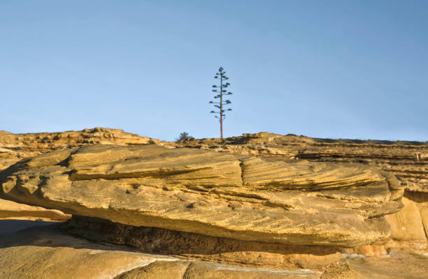 Sunrise light bathing the eroded surface at Cama de Vaca cliffs, Faro District, Lagos, Portugal