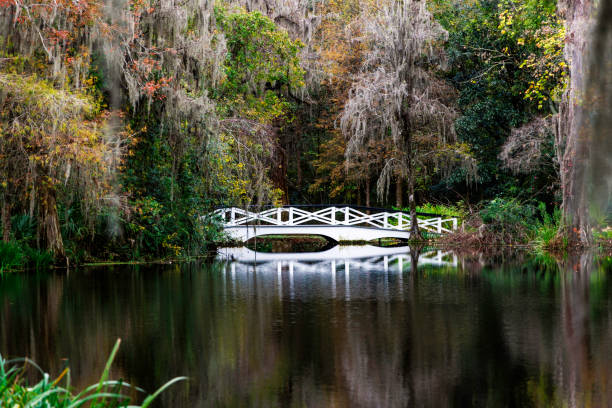 White Bridge in Swamp stock photo