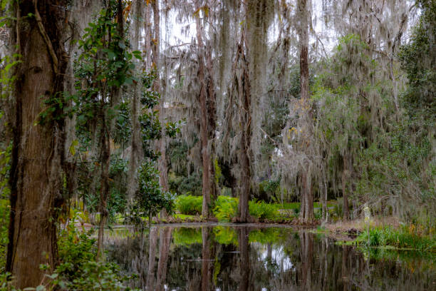 South Carolina Swamp stock photo