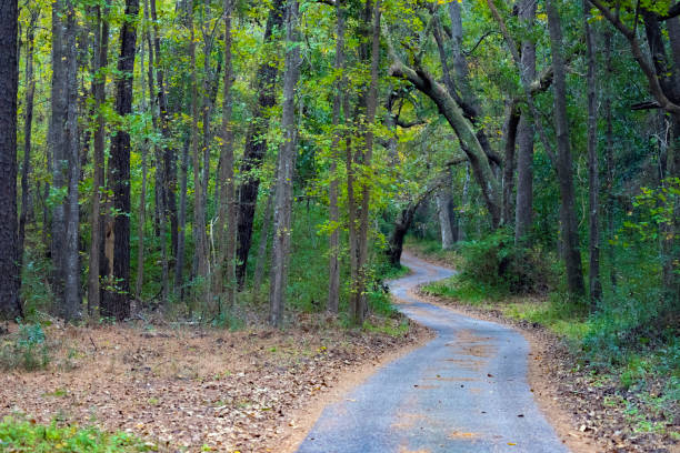 Winding Forest Path stock photo