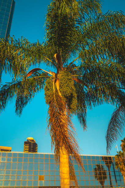 istock Big palm trees waving in the wind 1448369442