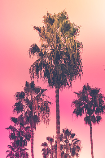 Palm trees at tropical sunset in San Diego,  California, retro-style warm pastel sky backgrounds