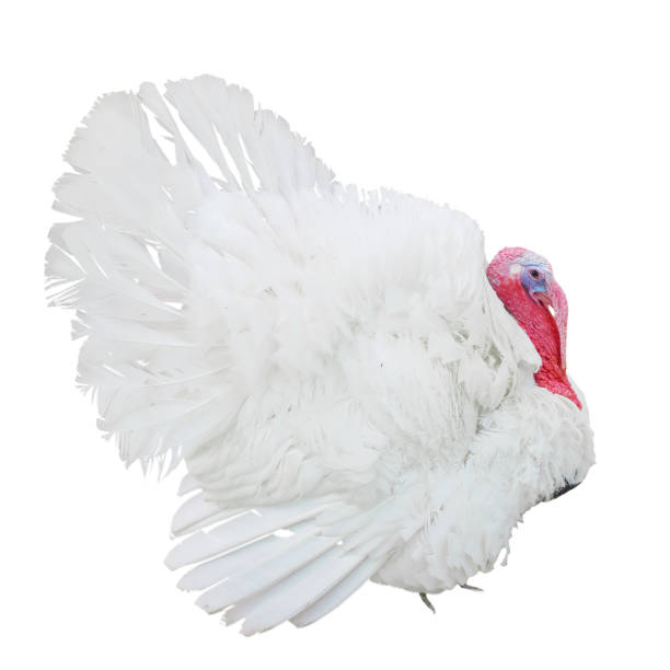 large white turkey isolated on white background stock photo