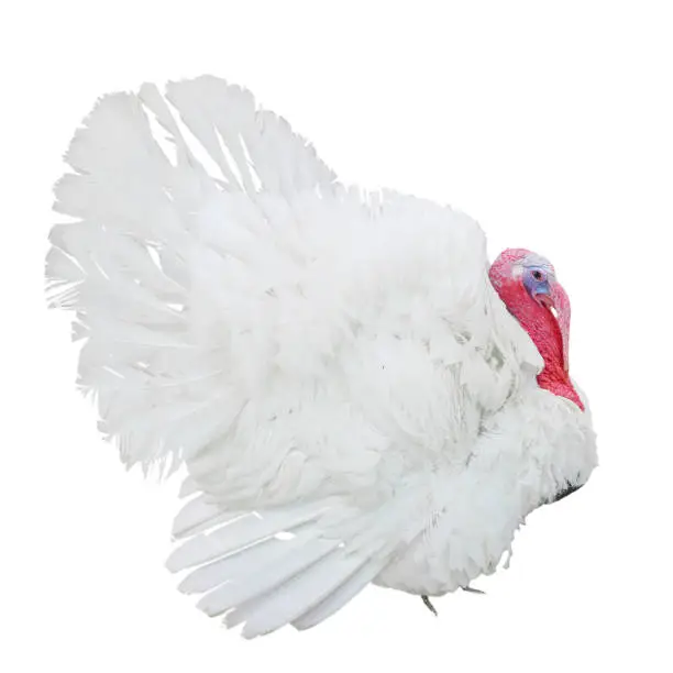 large white turkey with lush plumage isolated on white background