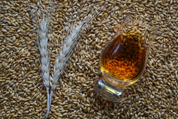 A glass of whisky and dried barley ears on malted barley grains stock photo